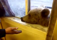 فيديو: صداقة بين رجل ودب بري جائع