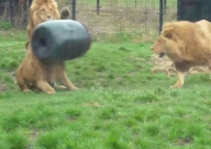 فيديو: طمع أسد يقوده لحشر رأسه في برميل