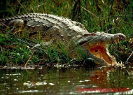 فيديو: الدجاج يقتل تمساحاً عمره قرن !