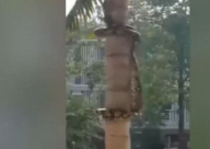 فيديو: ثعبان يبتكر طريقة غريبة لتسلق الأشجار