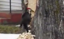 بالفيديو: نقار خشب يتلف شجرة بسبب الغضب