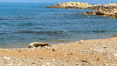 غادرت لساعات .. الفقمة "يوليا" تعود لشاطئ العجمي في يافا 