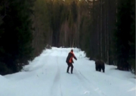 فيديو: دب يهاجم رجلاً وتنتهي المواجهة بثوانٍ