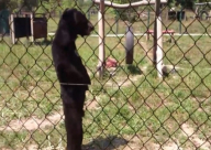 فيديو: دب متنكر على هيئة إنسان