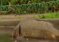 بالفيديو: أسماك حية بشوارع نيوجيرسي