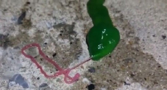 بالفيديو: كائن غريب يظهر في تايوان