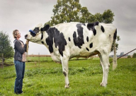 فيديو: أطول بقرة بالعالم تدخل غينيس