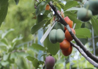 فيديو: شجرة تنتج 40 نوع فاكهه بوقت واحد