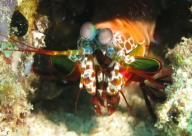 فيديو: أروع عيون في العالم تطل من تحت الماء!