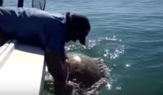 فيديو: سمكة ضخمة تنتقم من صائدها بصفعة قاسية