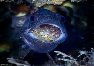 فيديو: سمكة تحمي صغارها بابتلاعهم!