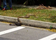 فيديو: قتال مميت بين أفعى الكوبرا وثعبان