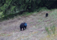 فيديو: دبة سوداء برأس أزرق