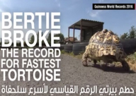 فيديو: عام استثنائي لجينيس بتحطيم الأرقام القياسية