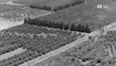 مشاهد نادرة توثق بيارات البرتقال في قضاء يافا عام 1947