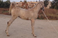 براء الوهباني من اللد "أرجو المساعدة في العثور على حصان" 