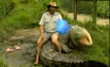 فيديو: رجل يمتطى تمساحا في أستراليا