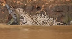 فيديو: نمر يفترس تمساح بشراسة