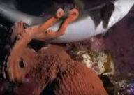 شاهد: اخطبوط عملاق يفترس سمكة قرش