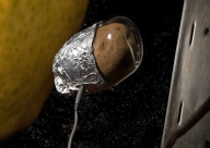 ناسا تدرس زراعة البطاطا في المريخ