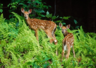 فيديو: رد فعل غزال يرى البحر لأول مرة