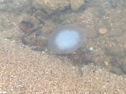   قناديل البحر تغزو الشواطئ وتوقعات بوصول مئات الآلاف نهاية الاسبوع 