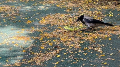 شاهد: هذا ما فعله الغراب مع الحرباء في احدى الحدائق العامة بيافا