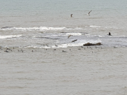 شاهد: شاطئ يافا والطيور هذا الصباح 