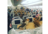 80 صقرا يمتلكها أمير سعودي تشغل مقاعد طائرة