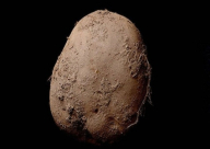 ثمرة بطاطا بمليون يورو !