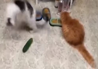 بالفيديو: لماذا ترتعب القطط من الخيار ؟! 