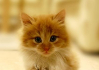 مشاهدات قياسية لقطة تجتاز لعبة ذكاء