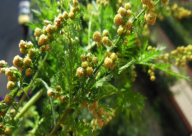 نبات الشيح يدمر الخلايا السرطانية