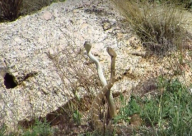 فيديو: رقصة الأفاعي حتى الموت!