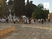  336 مستوطنا يقتحمون الأقصى واعتقالات من الساحات