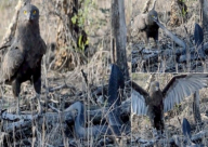 فيديو: مواجهة شرسة بين نسر جائع وكوبرا