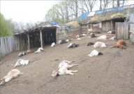 فيديو: تركي يقتل 239 رأسا من الماعز نكاية بوالده