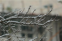 ما هي "ايام السعود" مع بدء "خمسينية الشتاء"؟