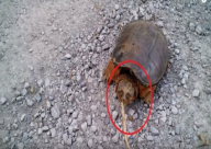 بالفيديو: ظنها سلحفاة عادية وضايقها..فكان رد فعلها مخيفا!