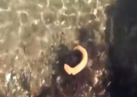 فيديو: صياد يعثر على مخلوق غريب في أستراليا