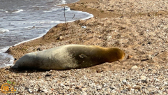 هل وصلت الفقمة "يوليا" إلى سواحل غزة؟!