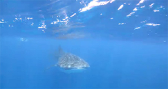  فيديو: قرش الحوت العملاق في بحر ايلات