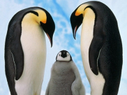 فيديو: بطريق تحاول إيقاظ ابنها المتجمد