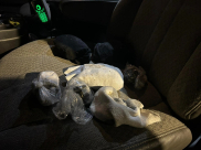 الرملة: اعتقال مشتبه من الرملة بالتجارة بالمخدرات 