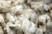 اسرائيل تعلن اكتشاف انفلونزا الطيور في حظائر الدجاج