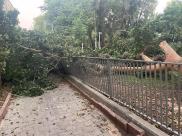  يافا: سقوط شجرة ضخمة دون تسجيل اصابات 