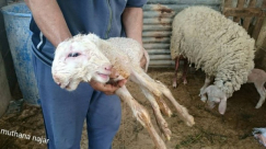 بالصور: نعجة تنجب خروفا برأسين وعينان منفصلتان وعينان مزدوجة 