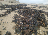  تلوّث شاطئ الريف بيافا بكميات كبيرة من مادة الزفت والقطران