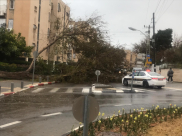 بالصور: سقوط شجرة ضخمة في شارع روبنشتاين بيافا اثر الرياح العاصفة