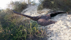 فيديو: اكتشاف مدرعة وقذيفة هاون تحت كثبان رملية في الجنوب